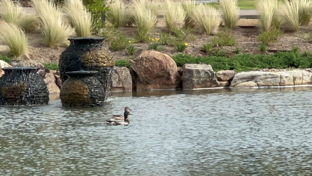 Ducks swimming near garden waterfall feature.